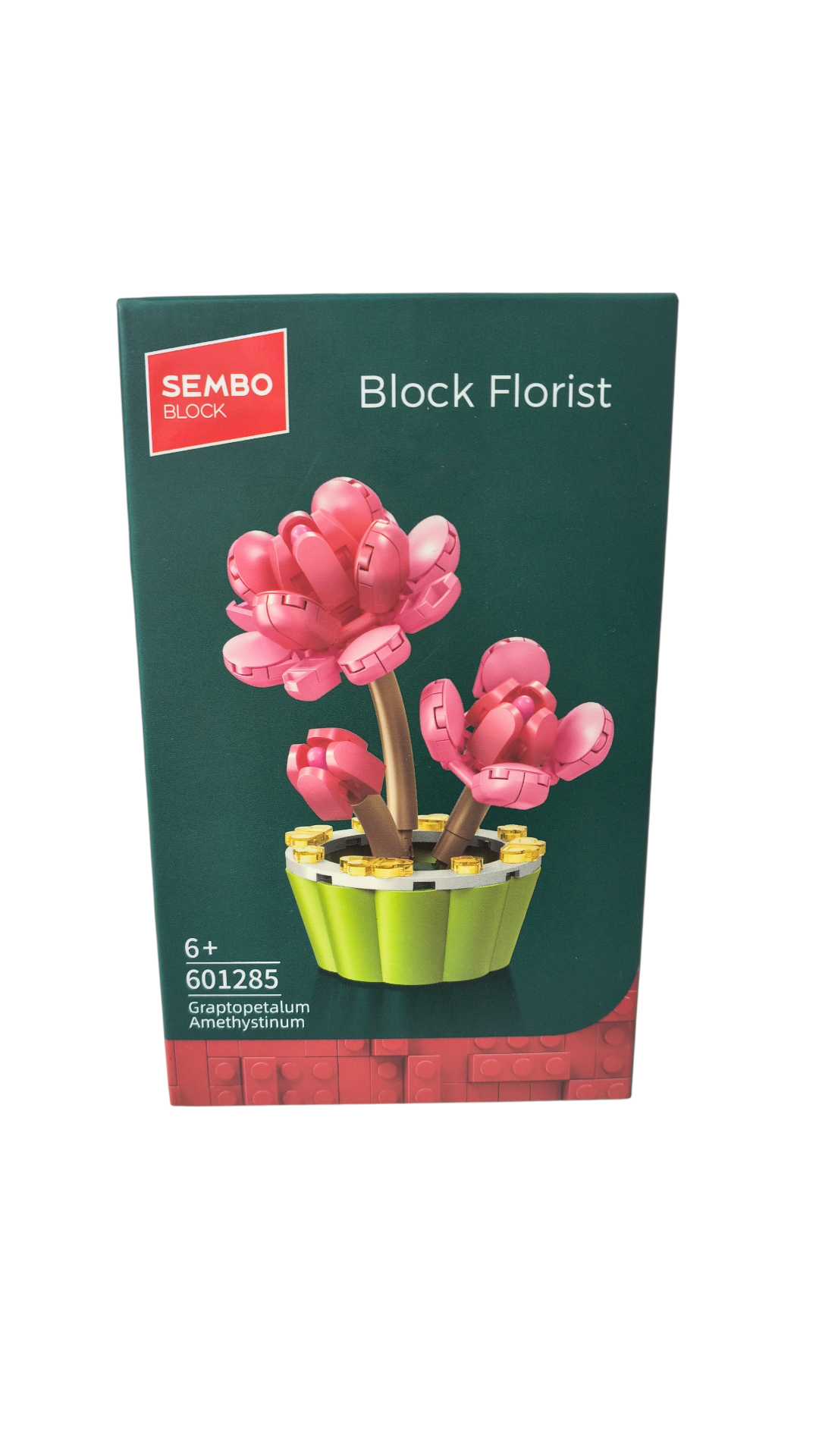 PLANTA GRAPTOPETALUM