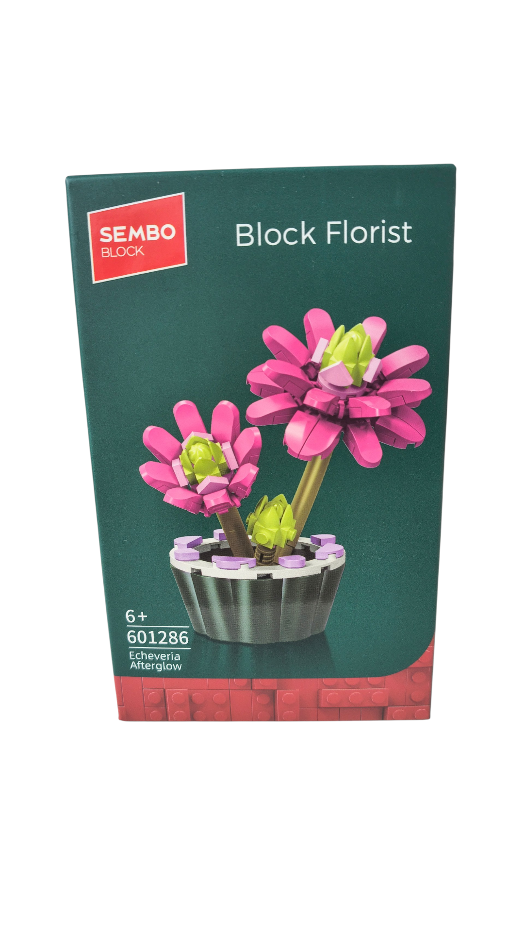 PLANTA ECHEVERIA AFTERGLOW